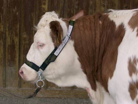 Apynasris karvėms ir buliams Profi